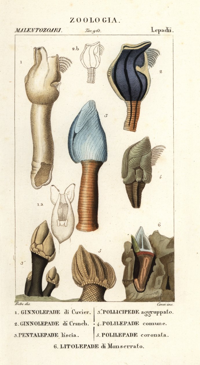 Entenmuscheln von Corsi Corsi