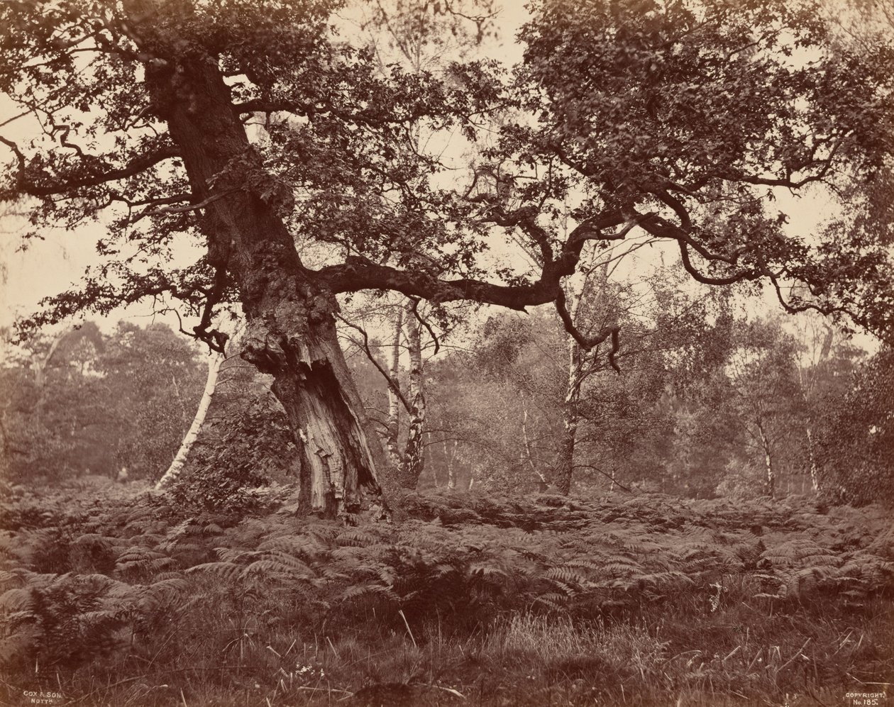 Baumstudie, ca. 1870 von Cox & Son