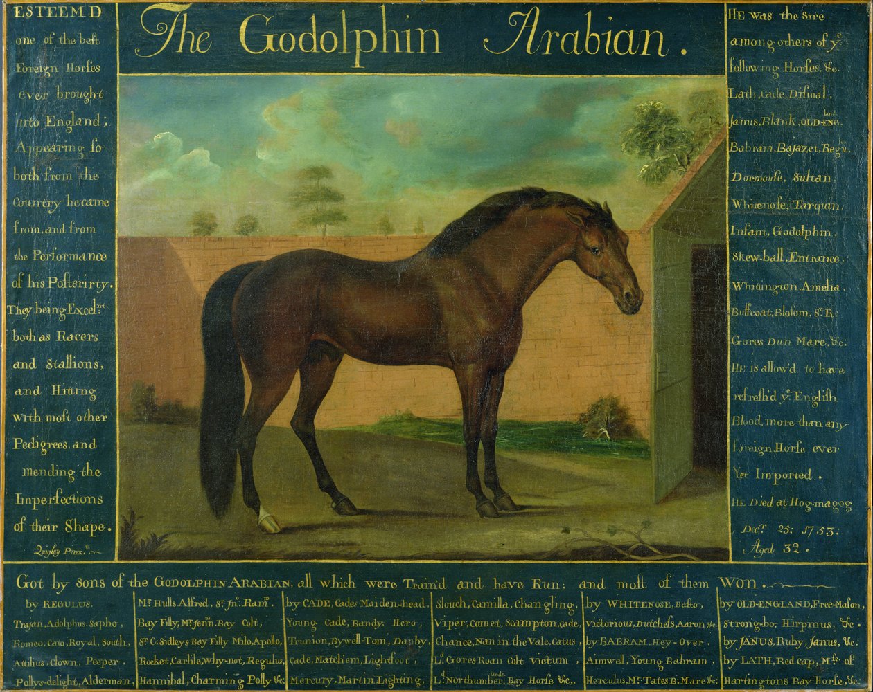 Der Godolphin-Araber von D. Quigley