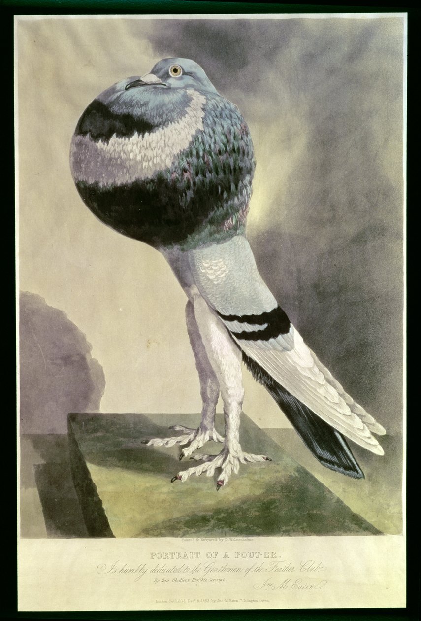 Porträt einer Kropftaube von D. Wolsenholme