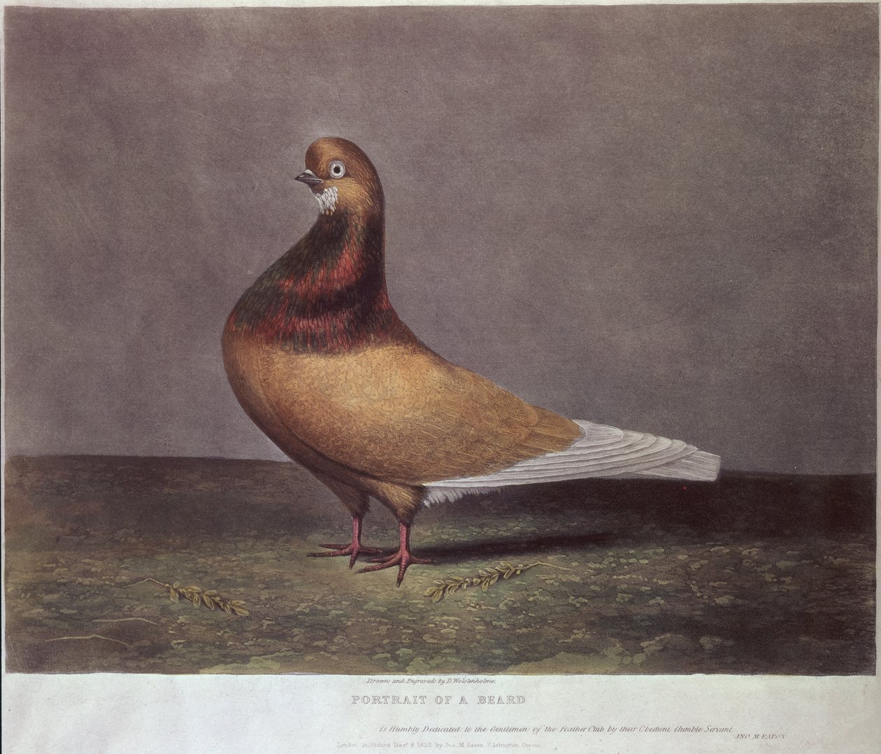 Porträt einer Barttaube von D. Wolsenholme