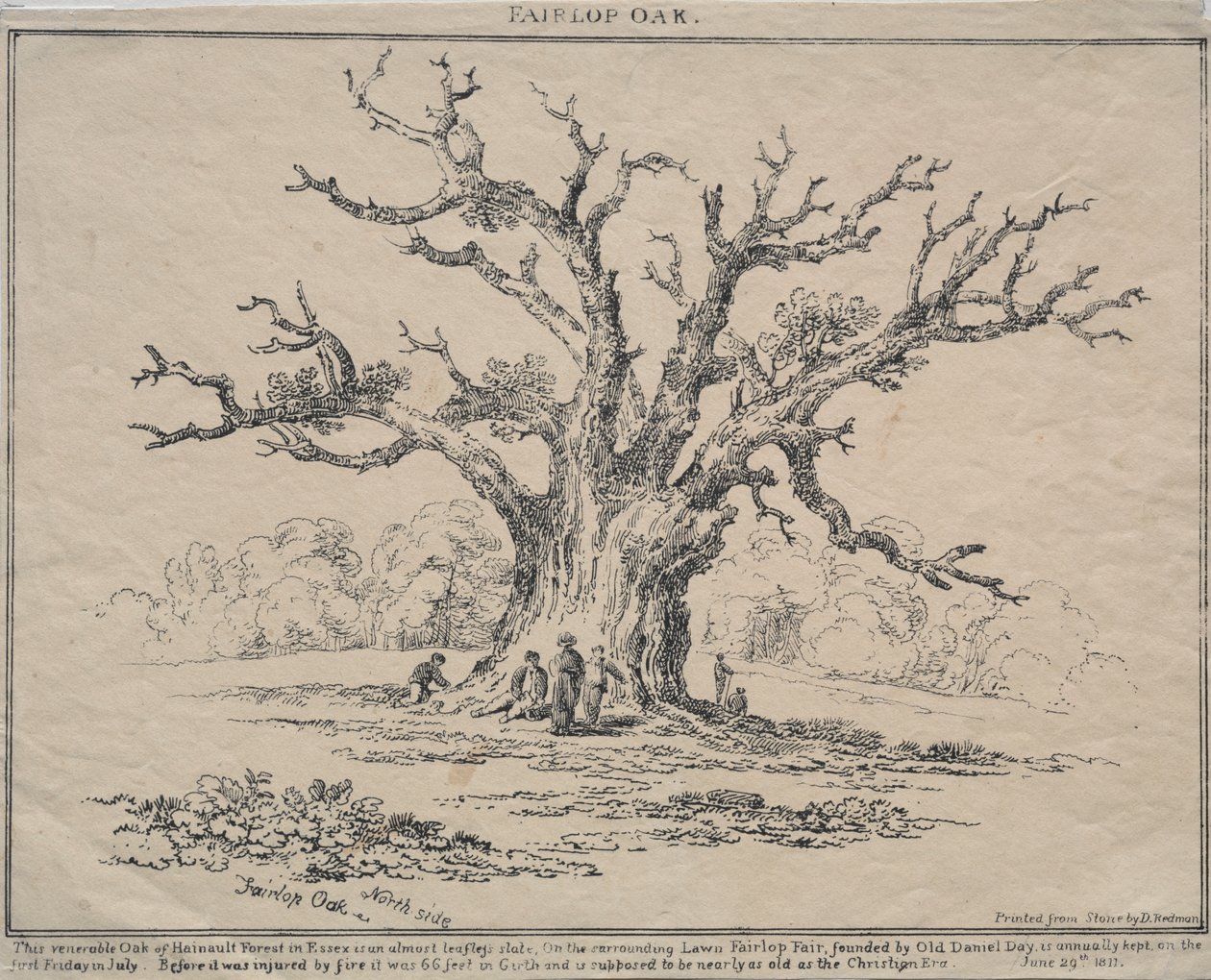 Fairlop Oak von D. H. Redman