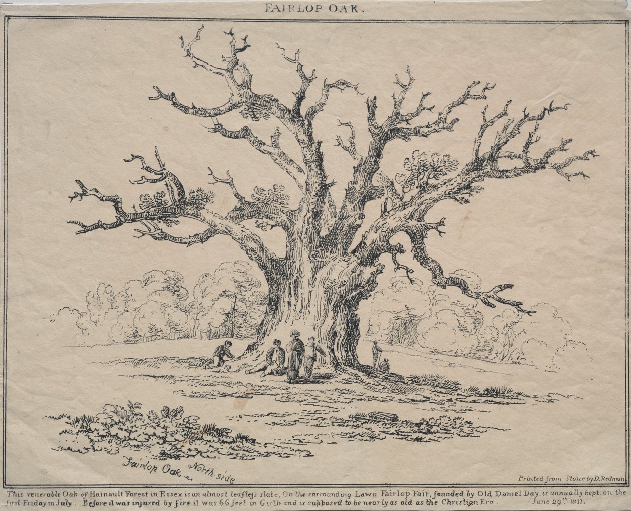 Fairlop Oak, 1811 von D. H. Redman