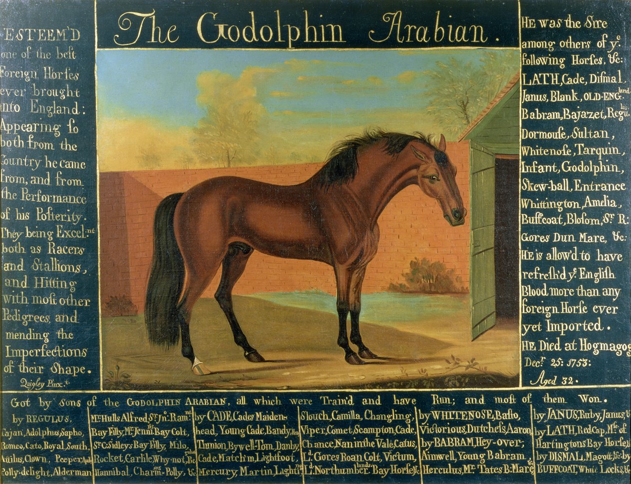 Der Godolphin Araber von Daniel Quigley