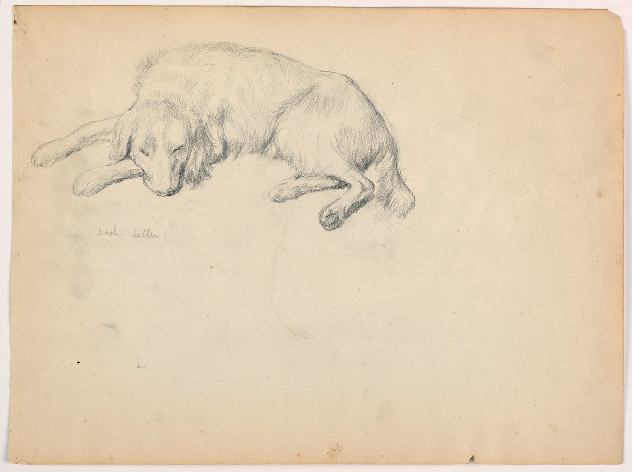 Zeichnung, Dash (ein Setter), ca. 1862 von Daniel Huntington