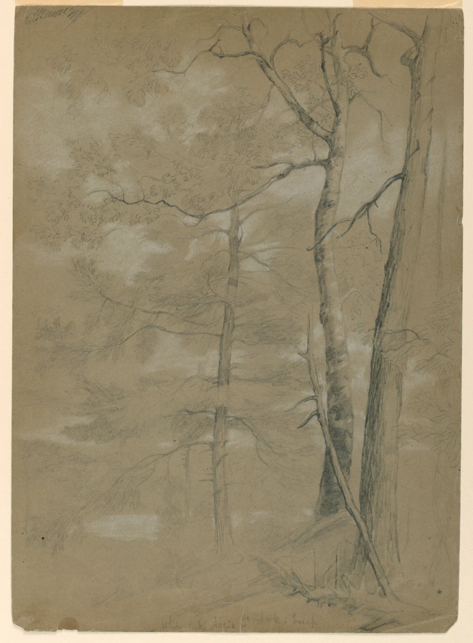 Studie von Hemlock und Buche, Weißer See von Daniel Huntington