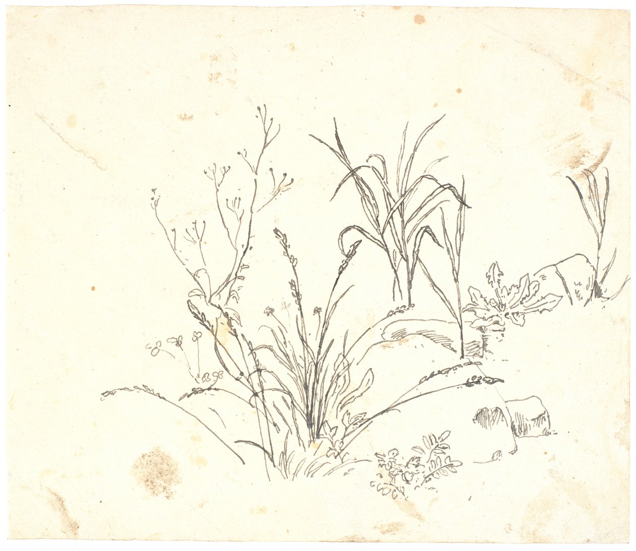 Gras von Dankvart Dreyer