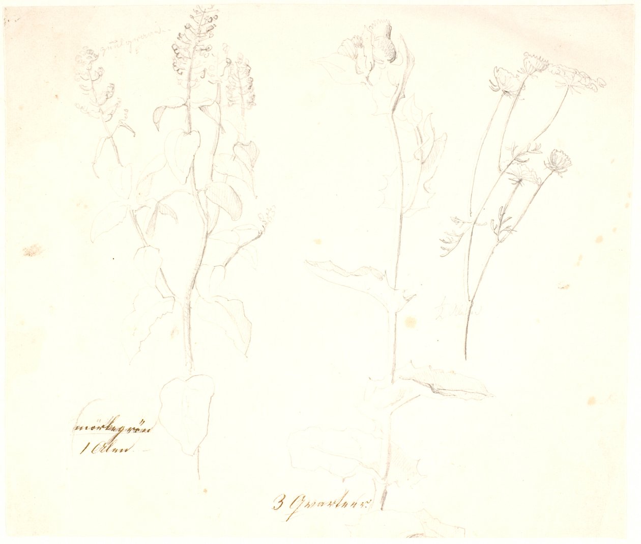 Pflanzenstudien von Dankvart Dreyer