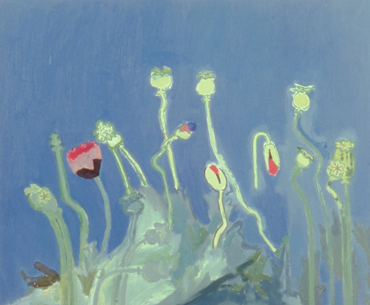Mohnköpfe von David Alan Redpath Michie