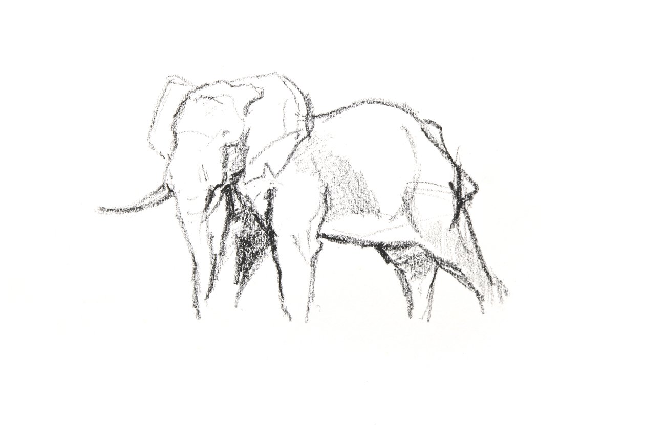 Bullenelefant von David Mayer