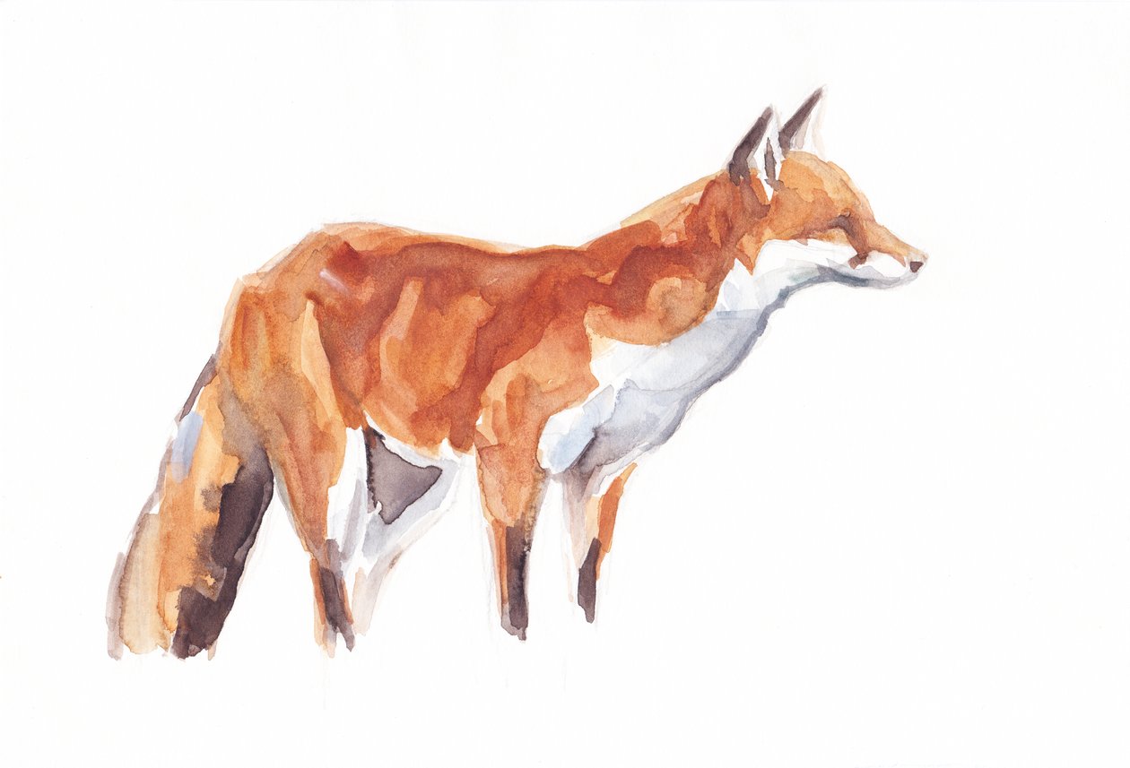 Fuchs von David Mayer