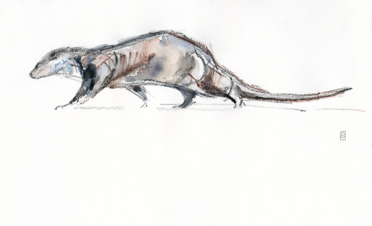 Otter läuft von David Mayer