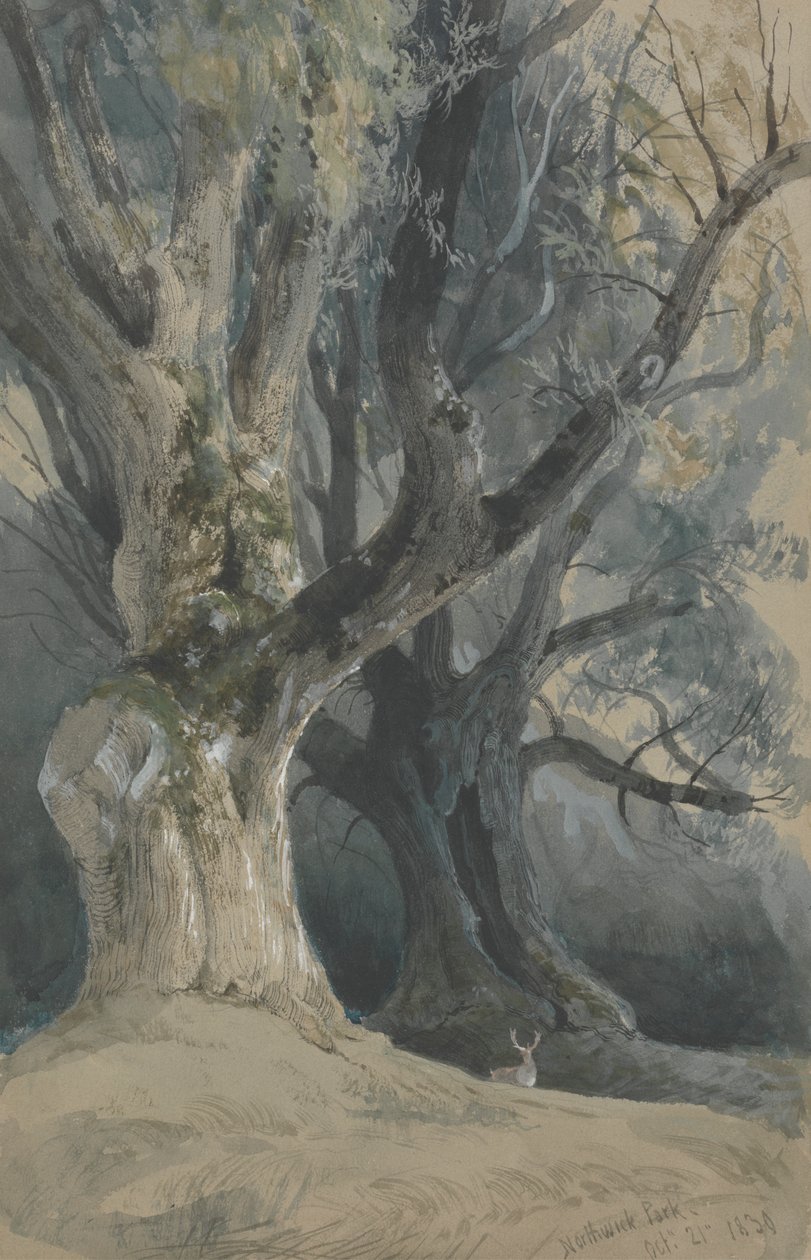 Bäume im Northwick Park von David Roberts