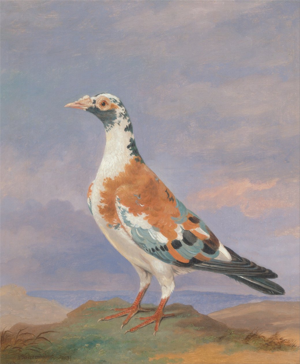 Studien von Brieftauben von Dean Wolstenholme