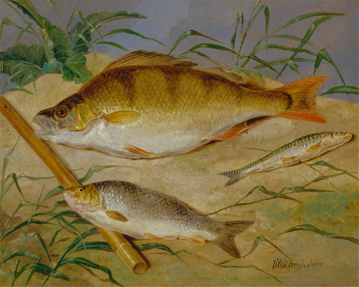 Der Fang eines Anglers von Weißfischen von Dean Wolstenholme