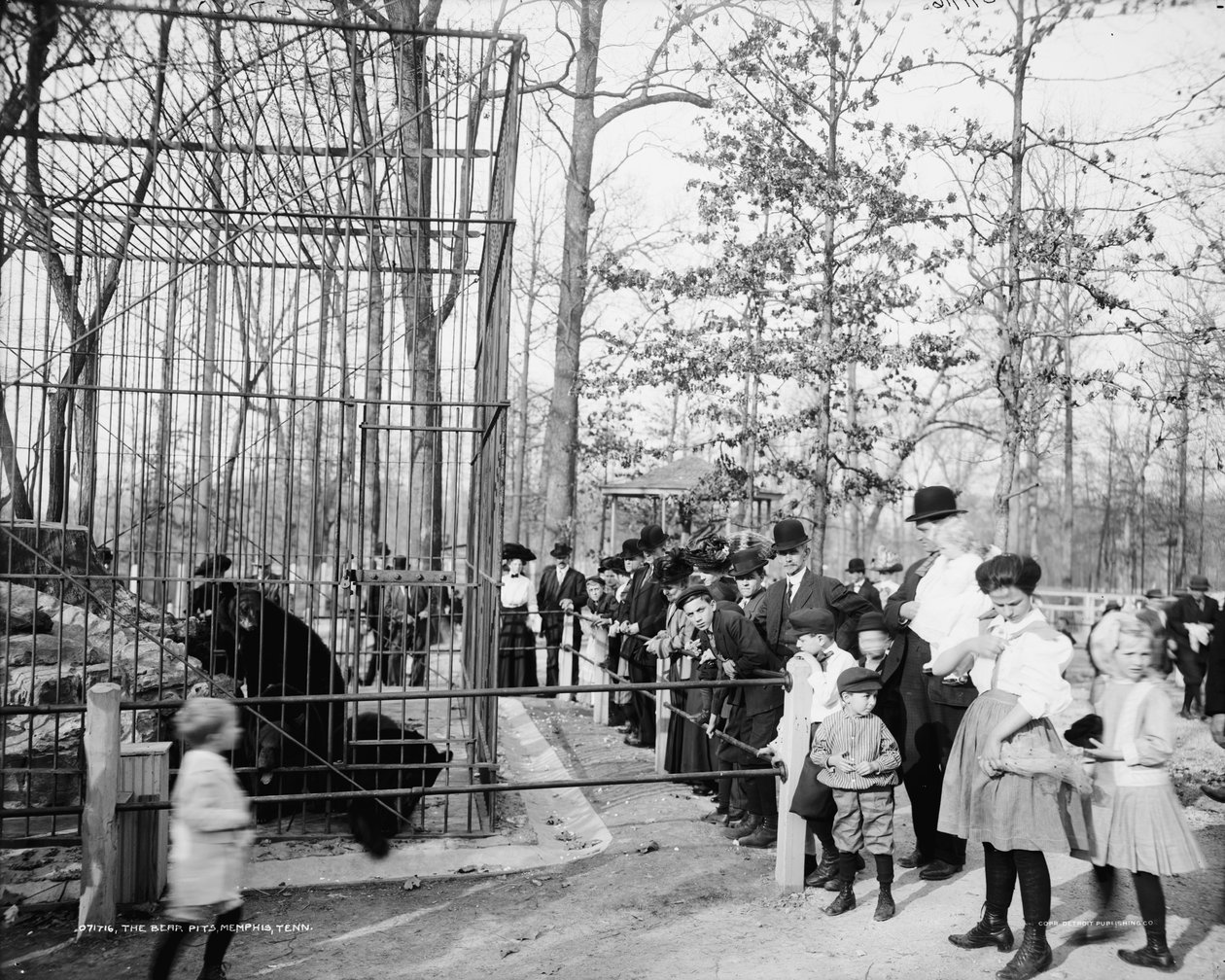Die Bärenkäfige, Memphis, Tennessee, um 1900-20 von Detroit Publishing Co.