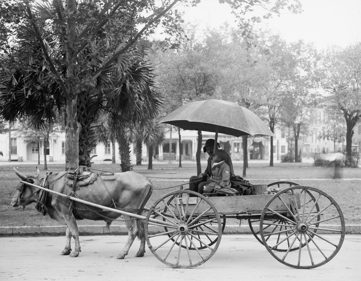 Bovinmobil in Savannah, Georgia von Detroit Publishing Co.