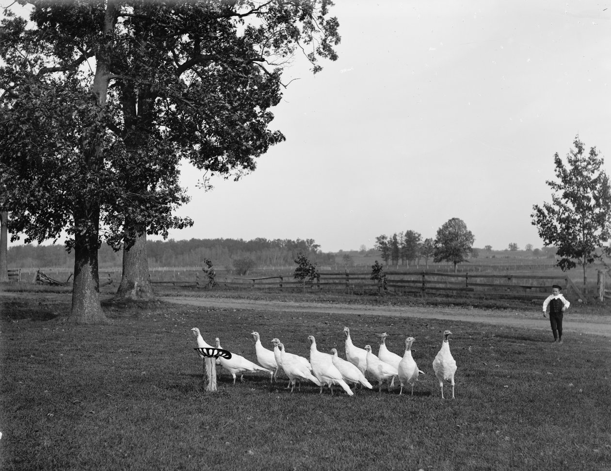 Weiße Holland-Truthähne, 1900 von Detroit Publishing Co.