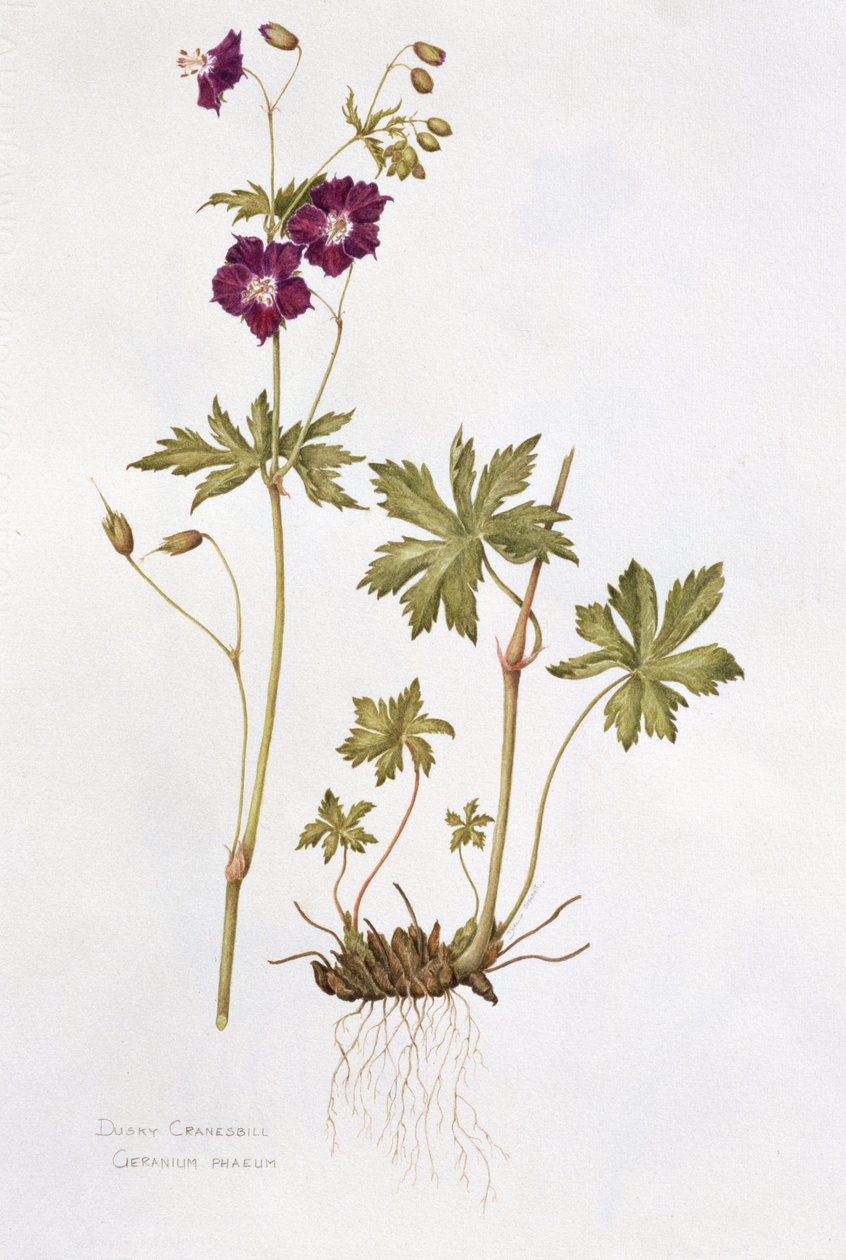 Dunkler Storchschnabel von Diana Everett
