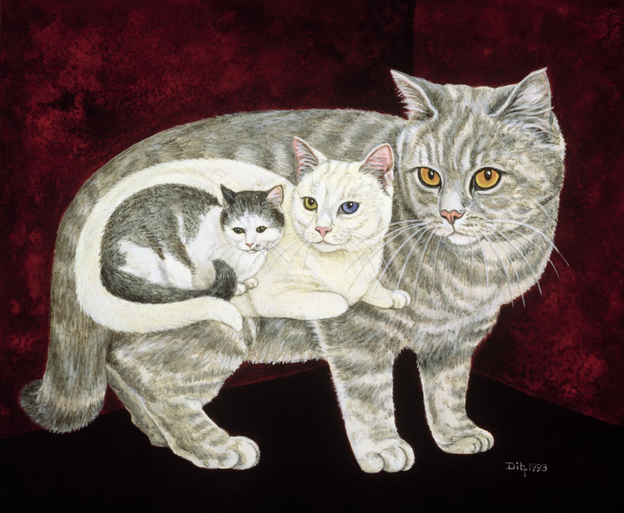 Russische Katze von Ditz