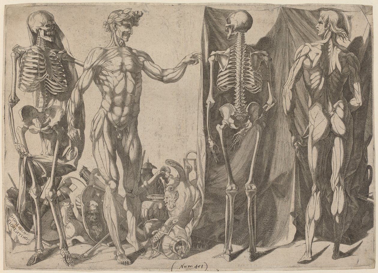 Skelette und Ecorches von Domenico del Barbiere