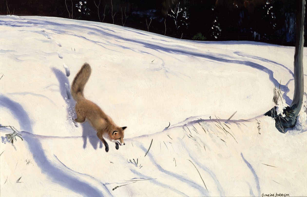 Fuchs springt von einer verschneiten Böschung von Douglas Anderson