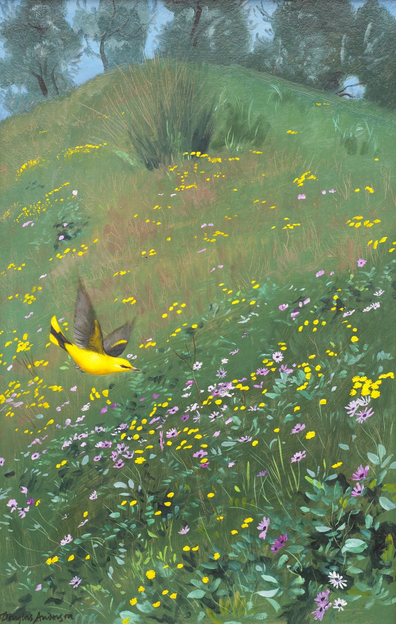 Goldene Pirol in Frühlingsblumen von Douglas Anderson