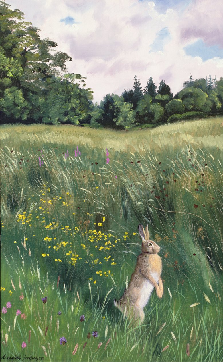 Hase auf einer Wiese von Douglas Anderson