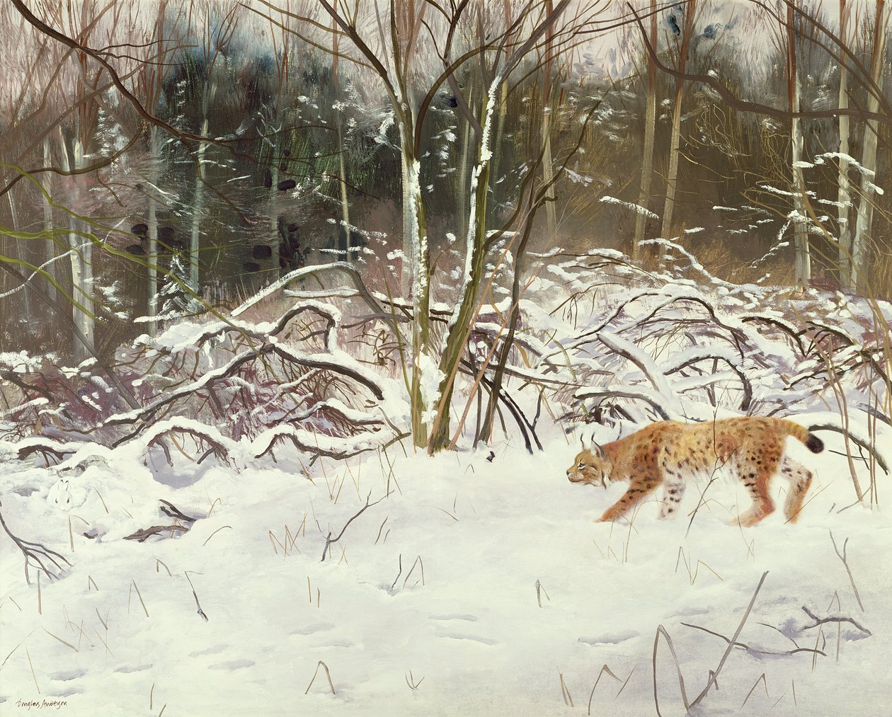 Luchs und Hase von Douglas Anderson