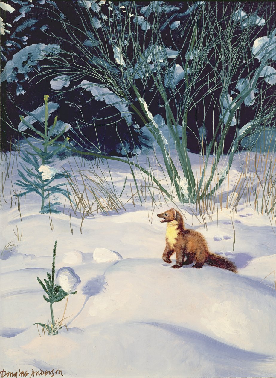 Baummarder im Schnee von Douglas Anderson