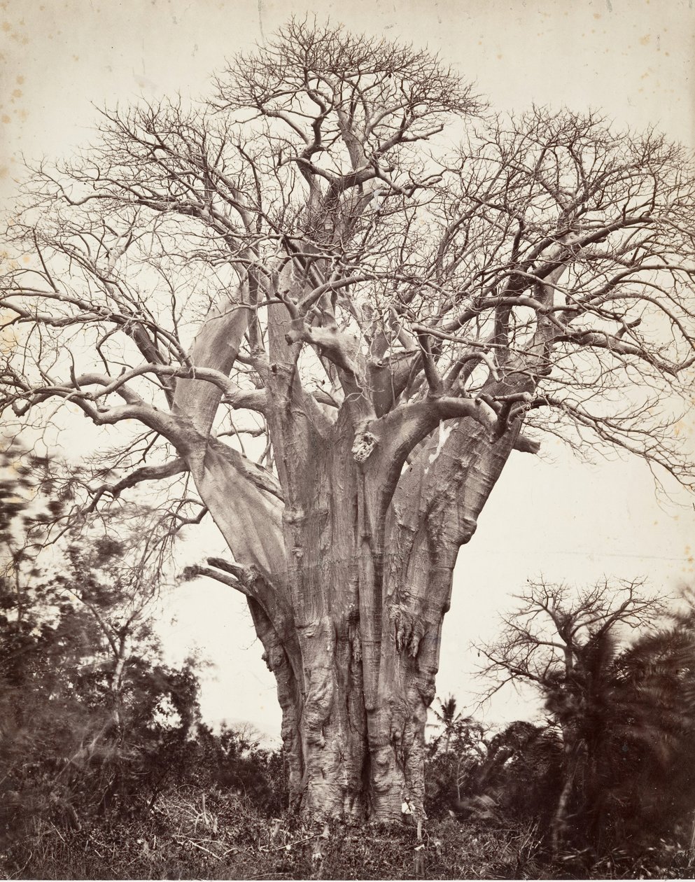 Baobab auf Mohéli von Désiré Charnay
