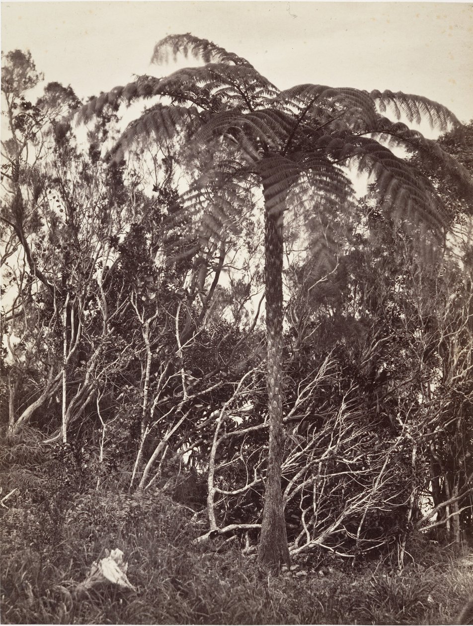 Fougère arborescente von Désiré Charnay