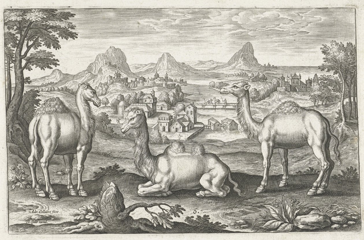 Drei Kamele, graviert von Adriaen Collaert (ca. 1560-1618) von Dutch School
