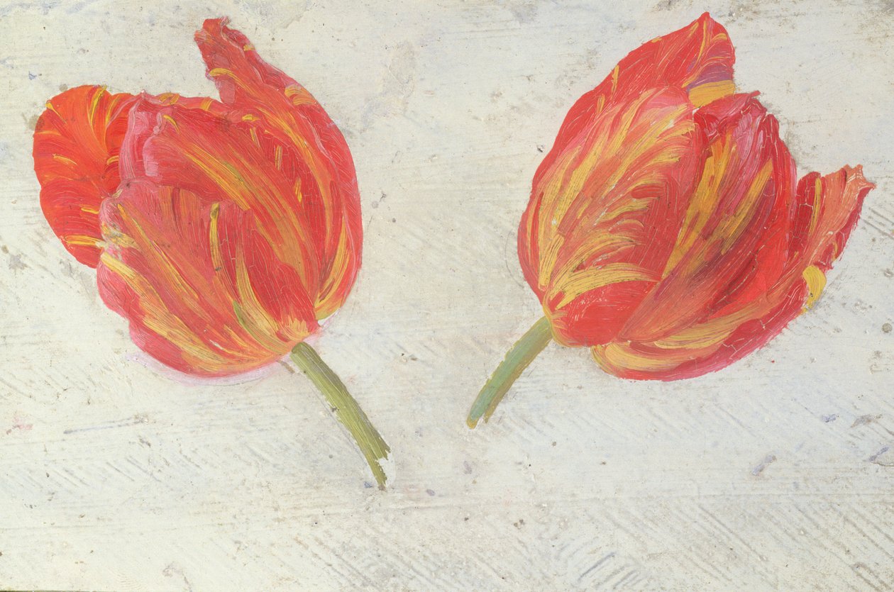 Studien von Tulpen, um 1830 von Dutch School