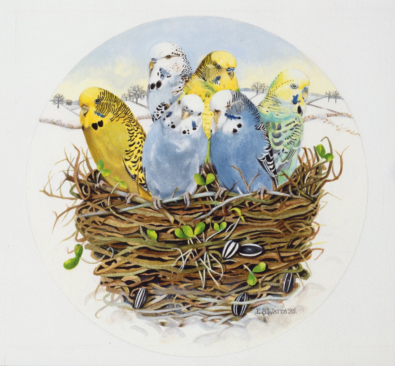 Wellensittiche in einem Nest, 1995 von E.B. Watts