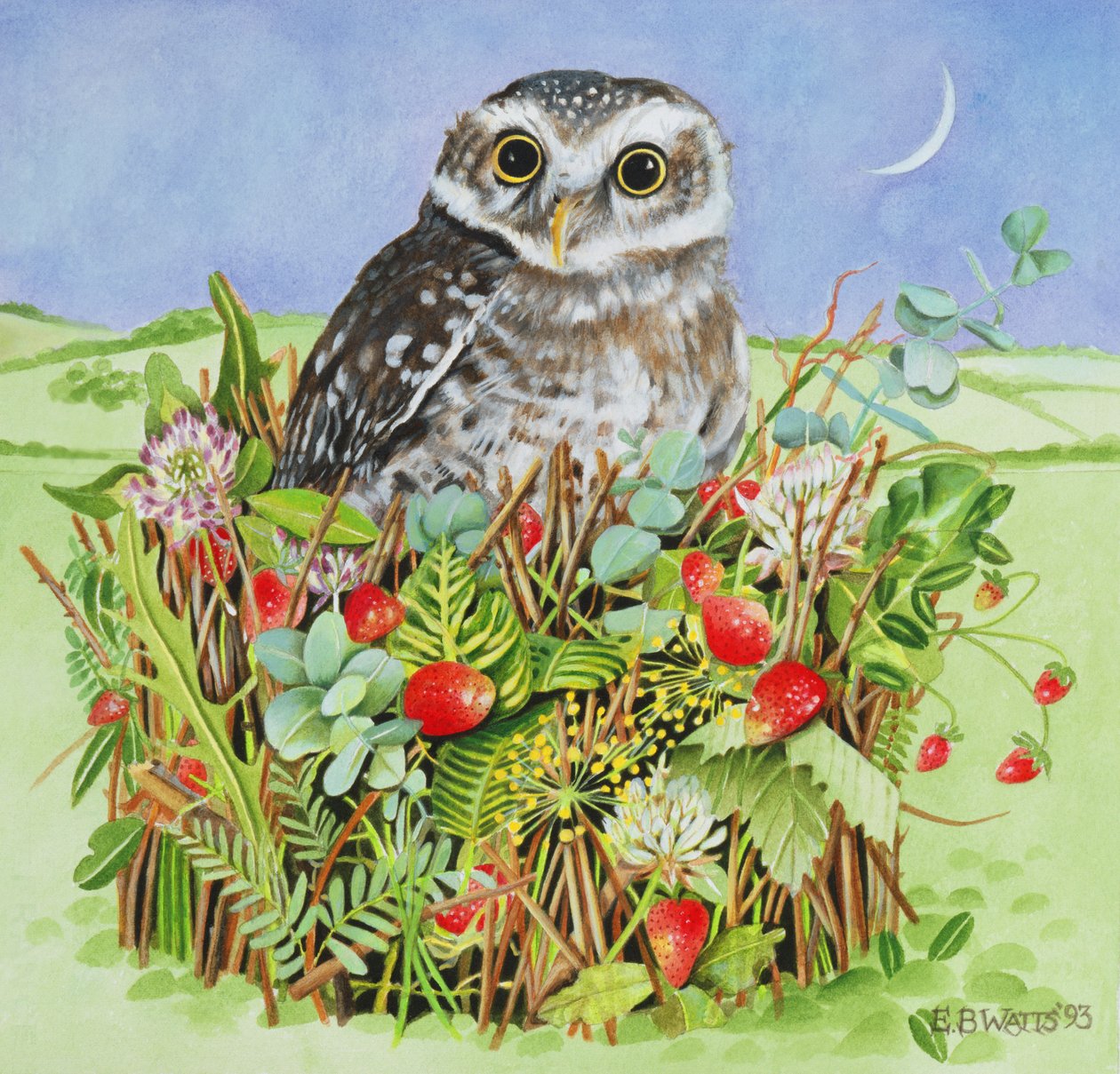 Eule in einem Waldkorb, 1993 von E.B. Watts