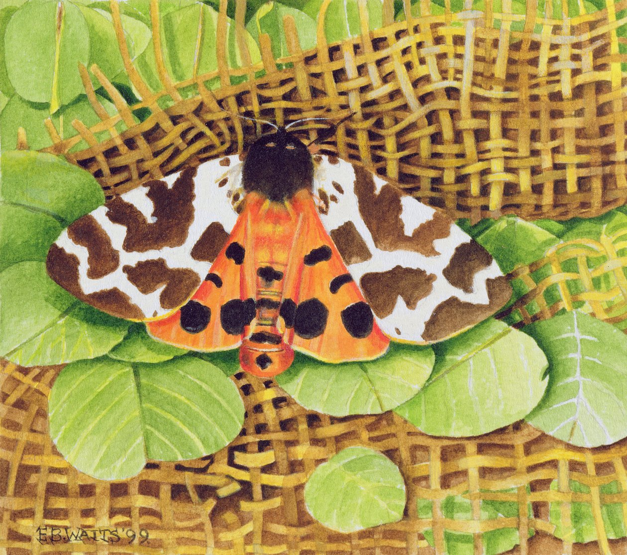 Tigerfalter, 1999 von E.B. Watts