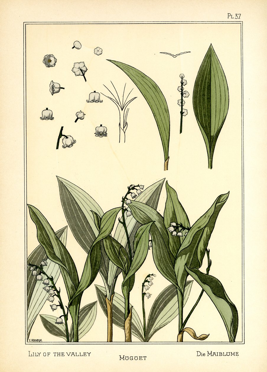 Das Maiglöckchen von E. Hervegh