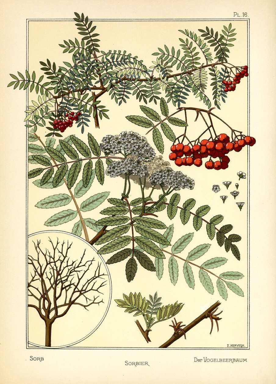 Die Mehlbeere von E. Hervegh