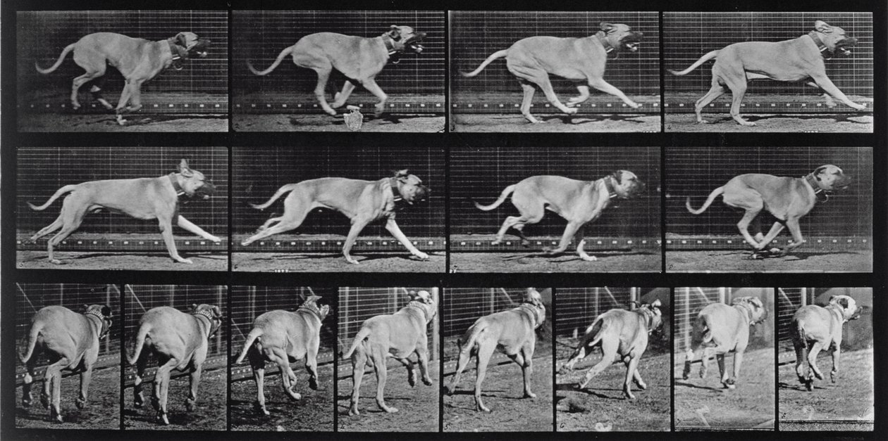Laufender Hund, Platte 707 aus 