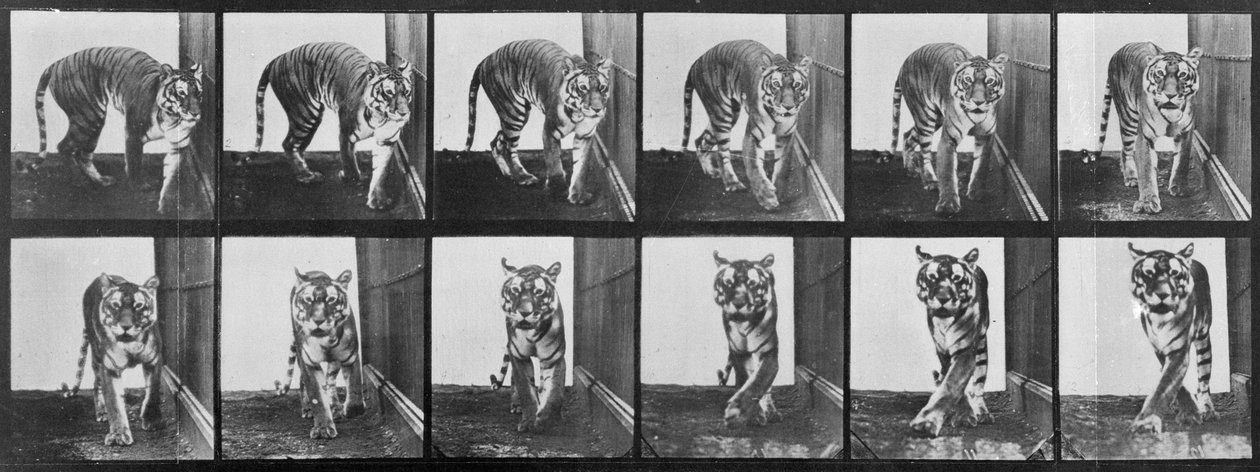 Tiger im Gehege, aus 