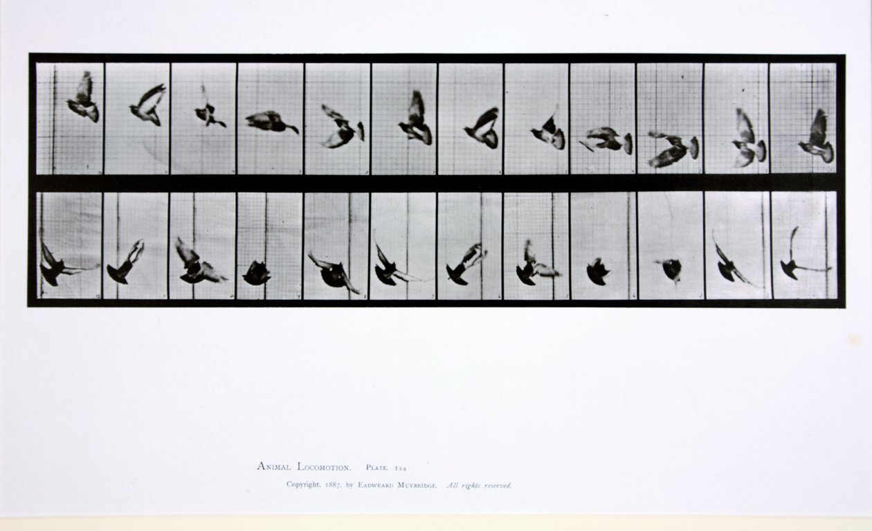 Fliegender Vogel, Tafel 756 aus 