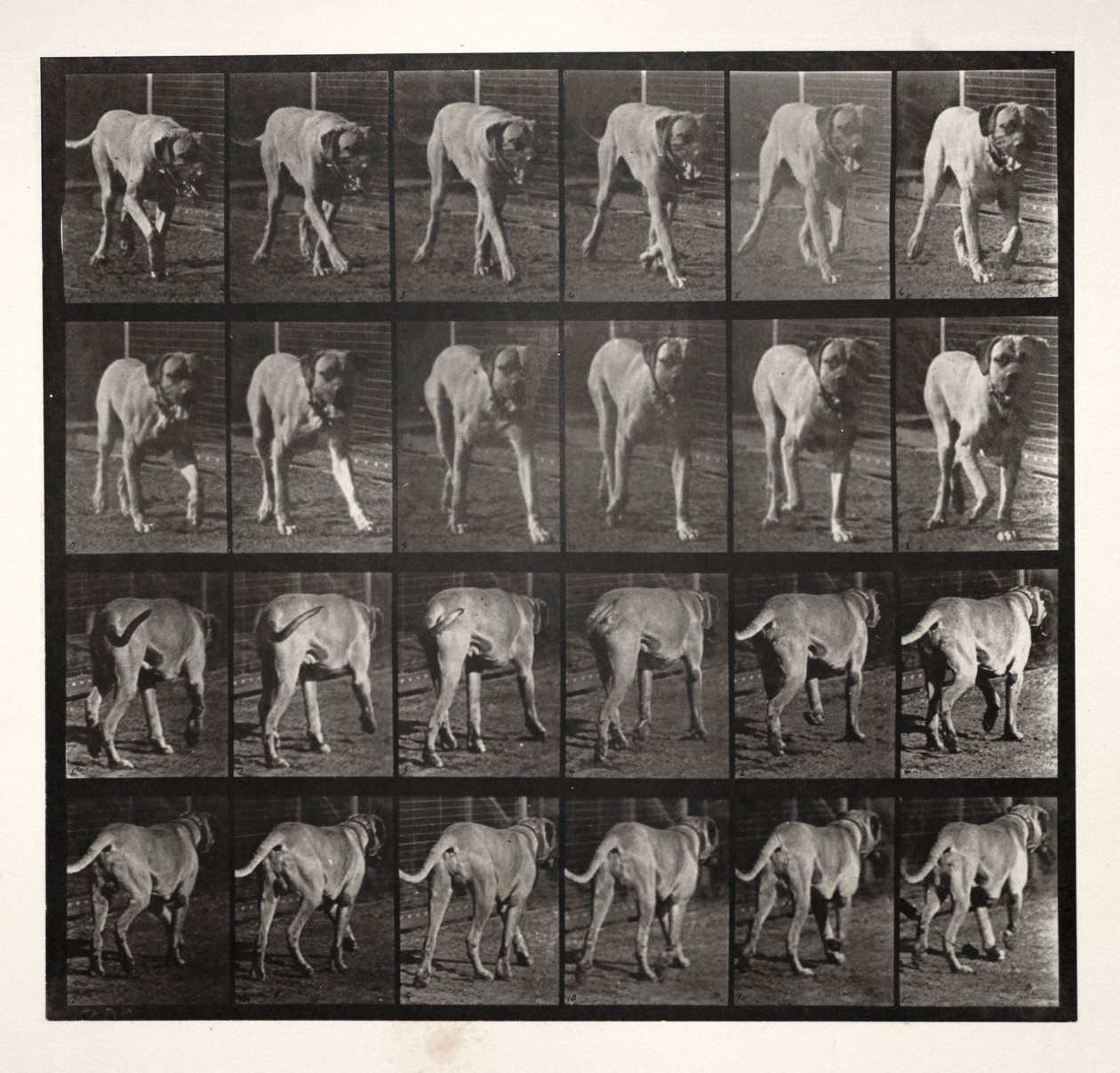Dread Trotting, 1887 von Eadweard Muybridge