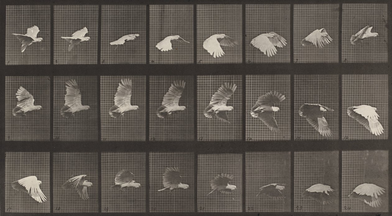 Teller Nummer 758. Kakadu im Flug, 1887 von Eadweard Muybridge
