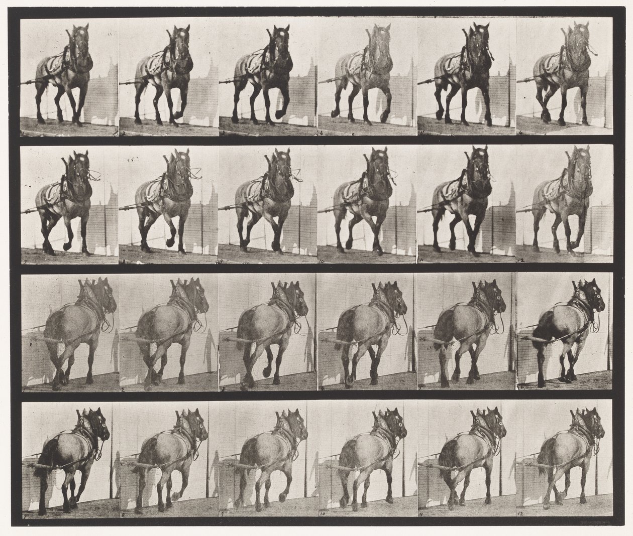 Tafel 568. Ziehend; Dunkelgraues Belgisches Pferd Billy von Eadweard Muybridge