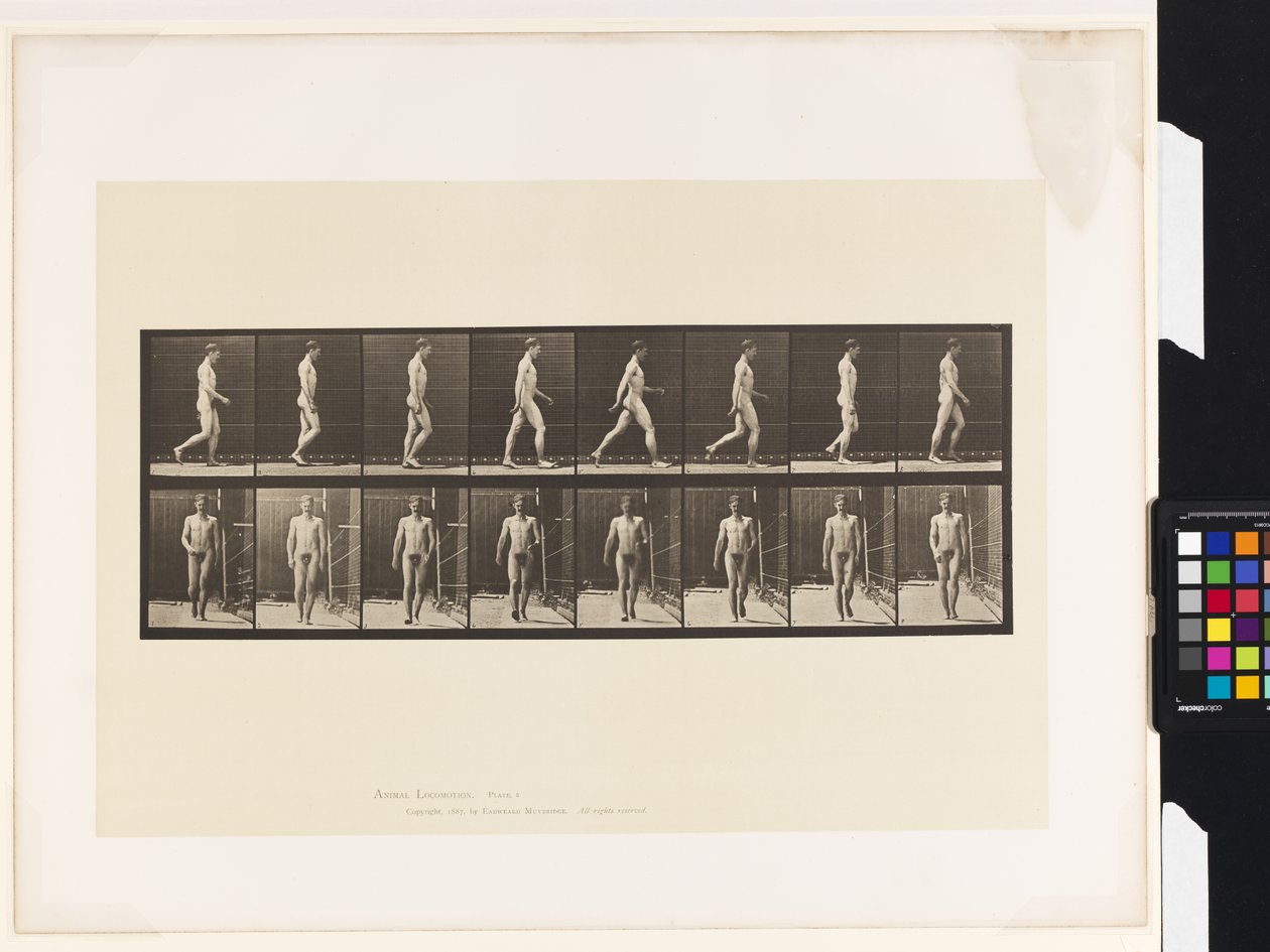 Tafel 5. Gehen von Eadweard Muybridge