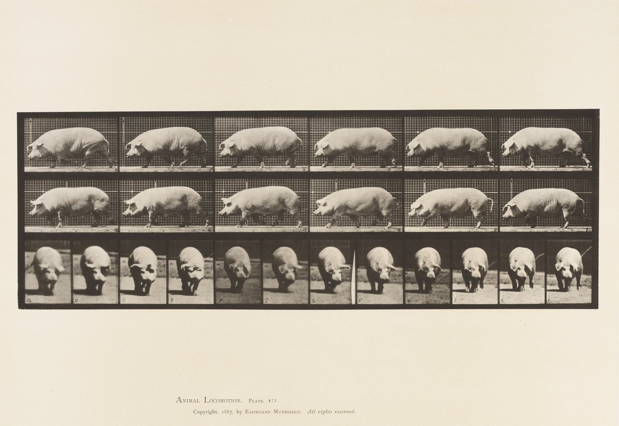 Platte 673. Sau; Gehen von Eadweard Muybridge