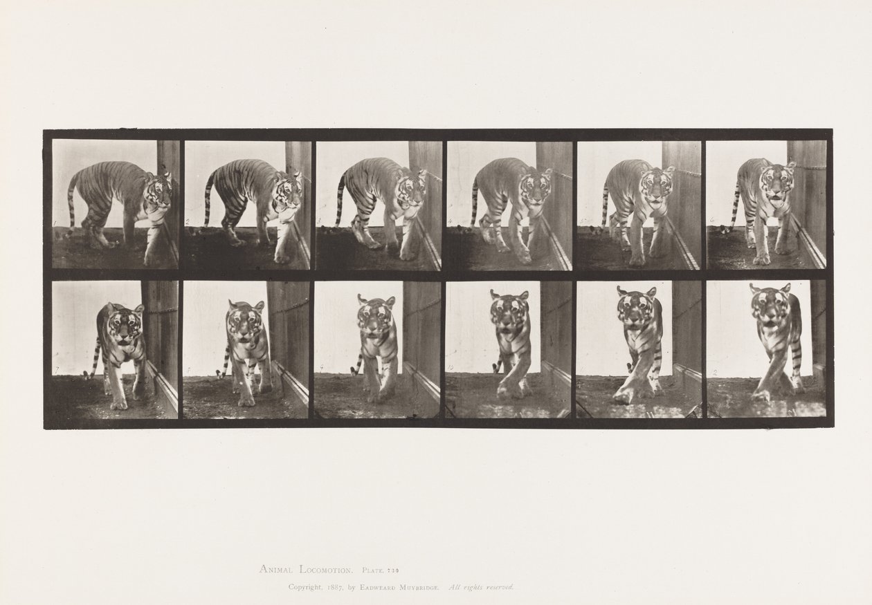 Platte 730. Tigerin; Gehen; Drehen von Eadweard Muybridge