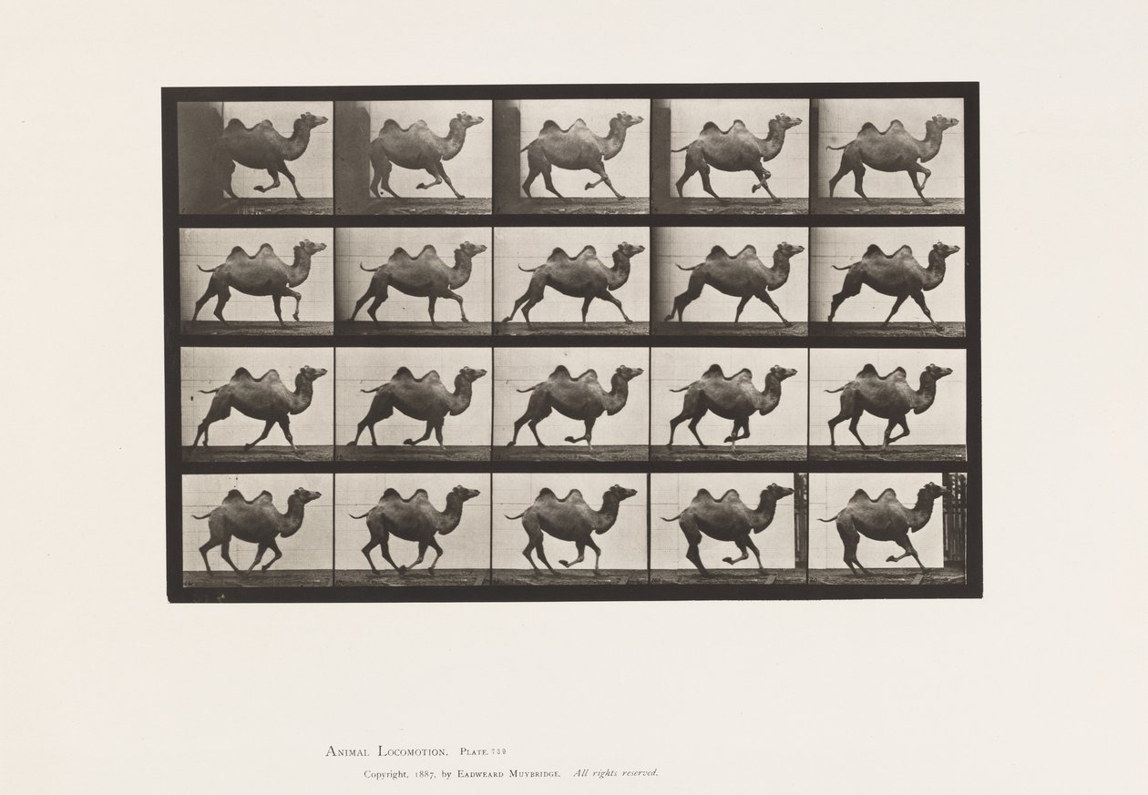 Tafel 739. Baktrischer Kamel; Galoppierend von Eadweard Muybridge