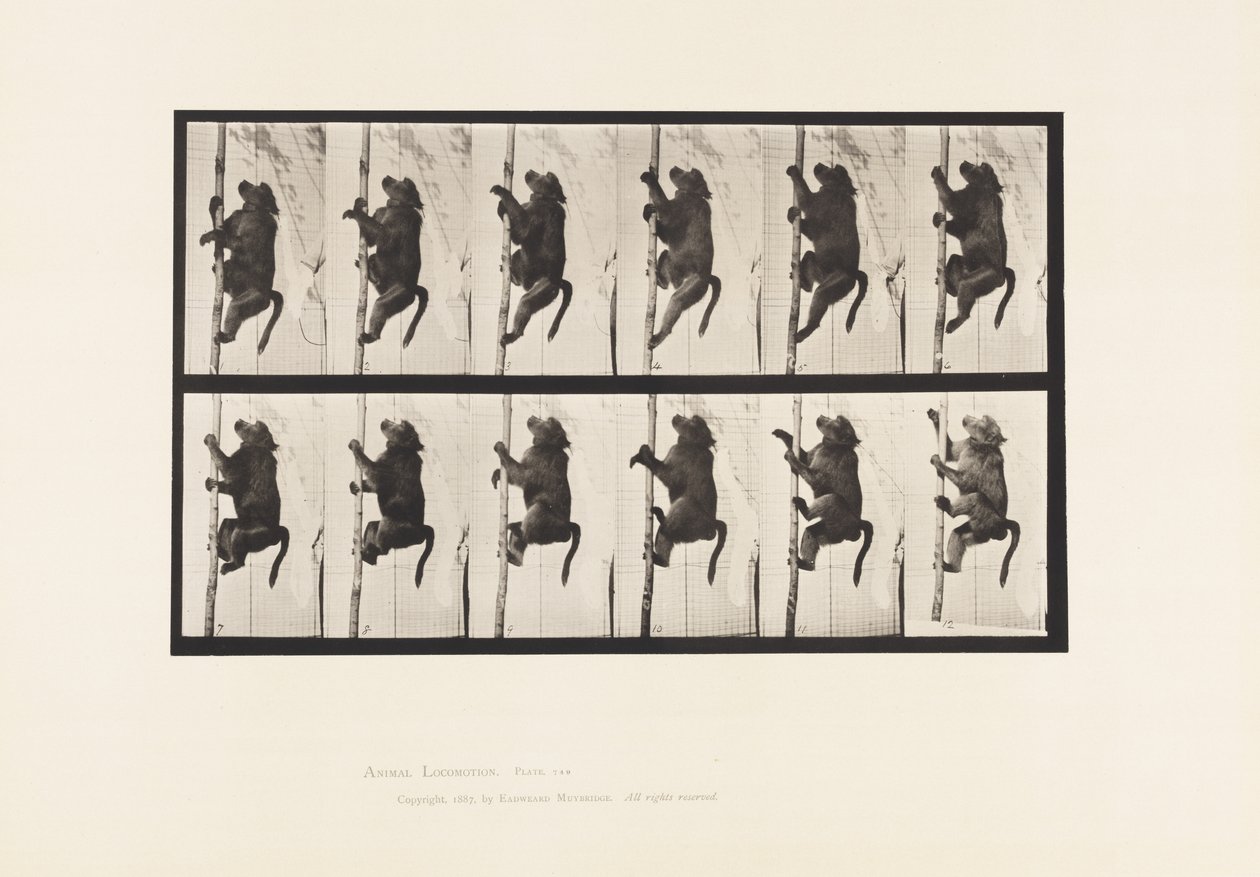 Tafel 749. Pavian; Klettert auf einen Pfahl von Eadweard Muybridge
